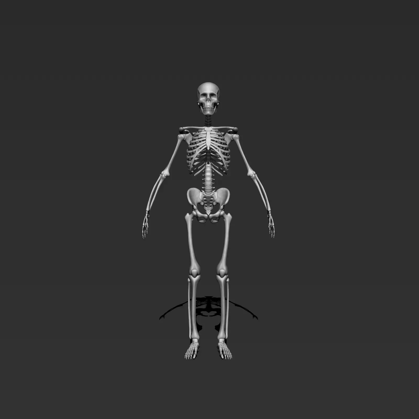 skeleton model 3d 3D model_0
