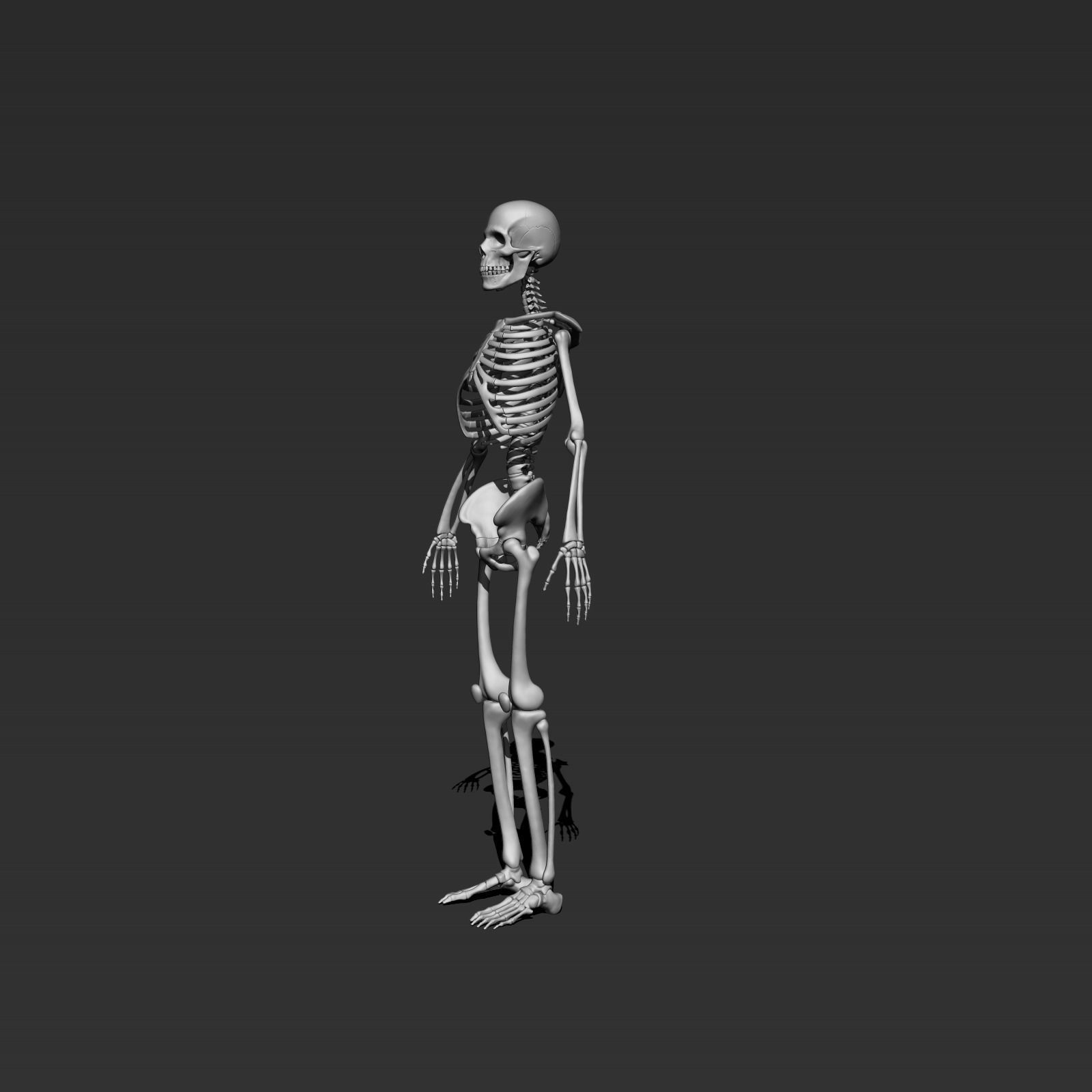 skeleton model 3d 3D model_2