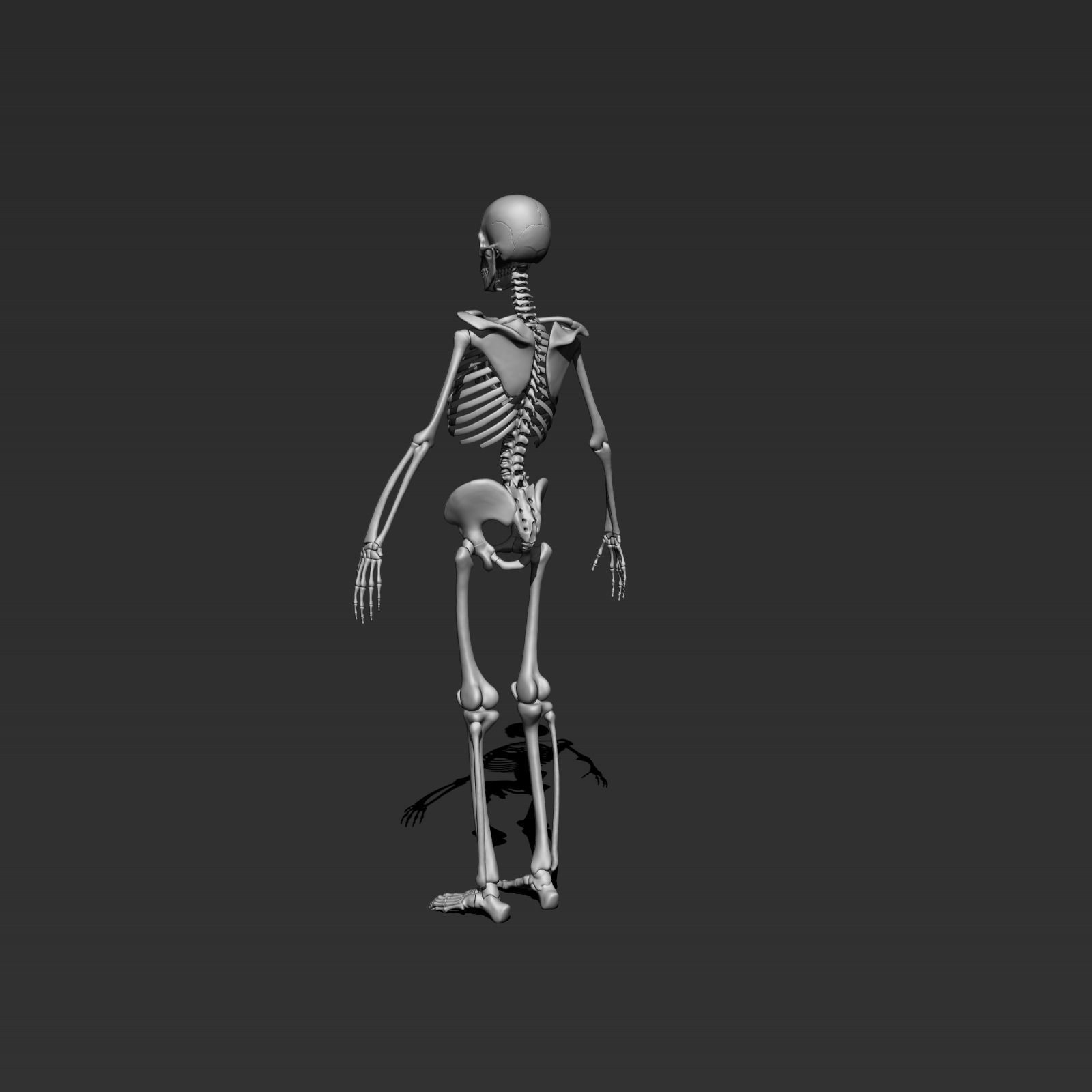 skeleton model 3d 3D model_5
