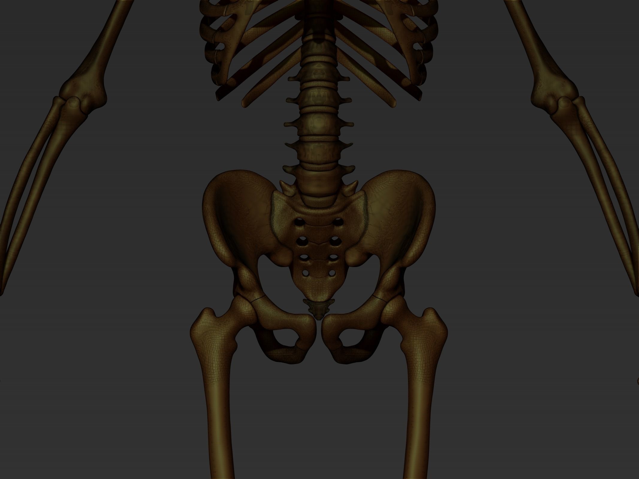 skeleton model 3d 3D model_9