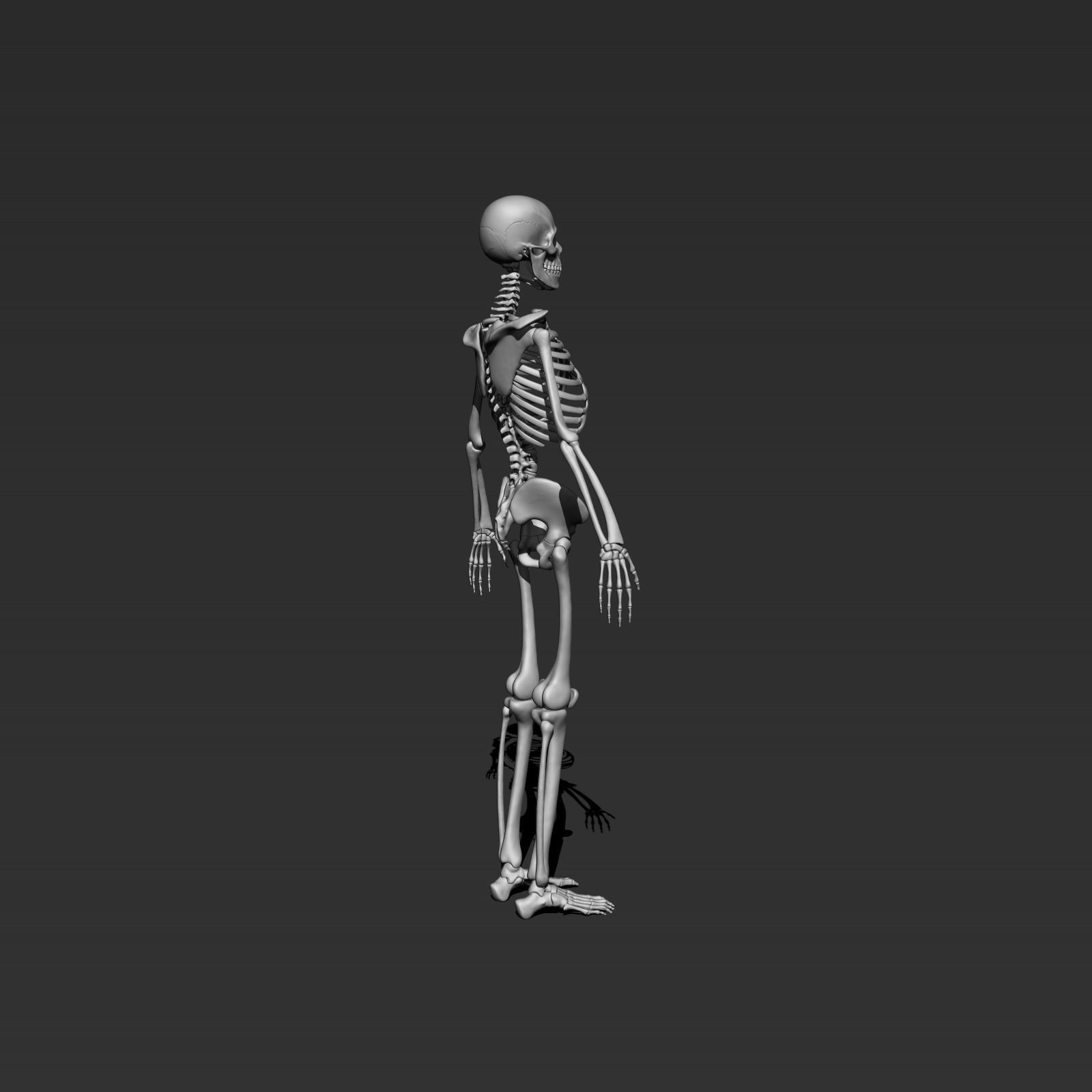 skeleton model 3d 3D model_7