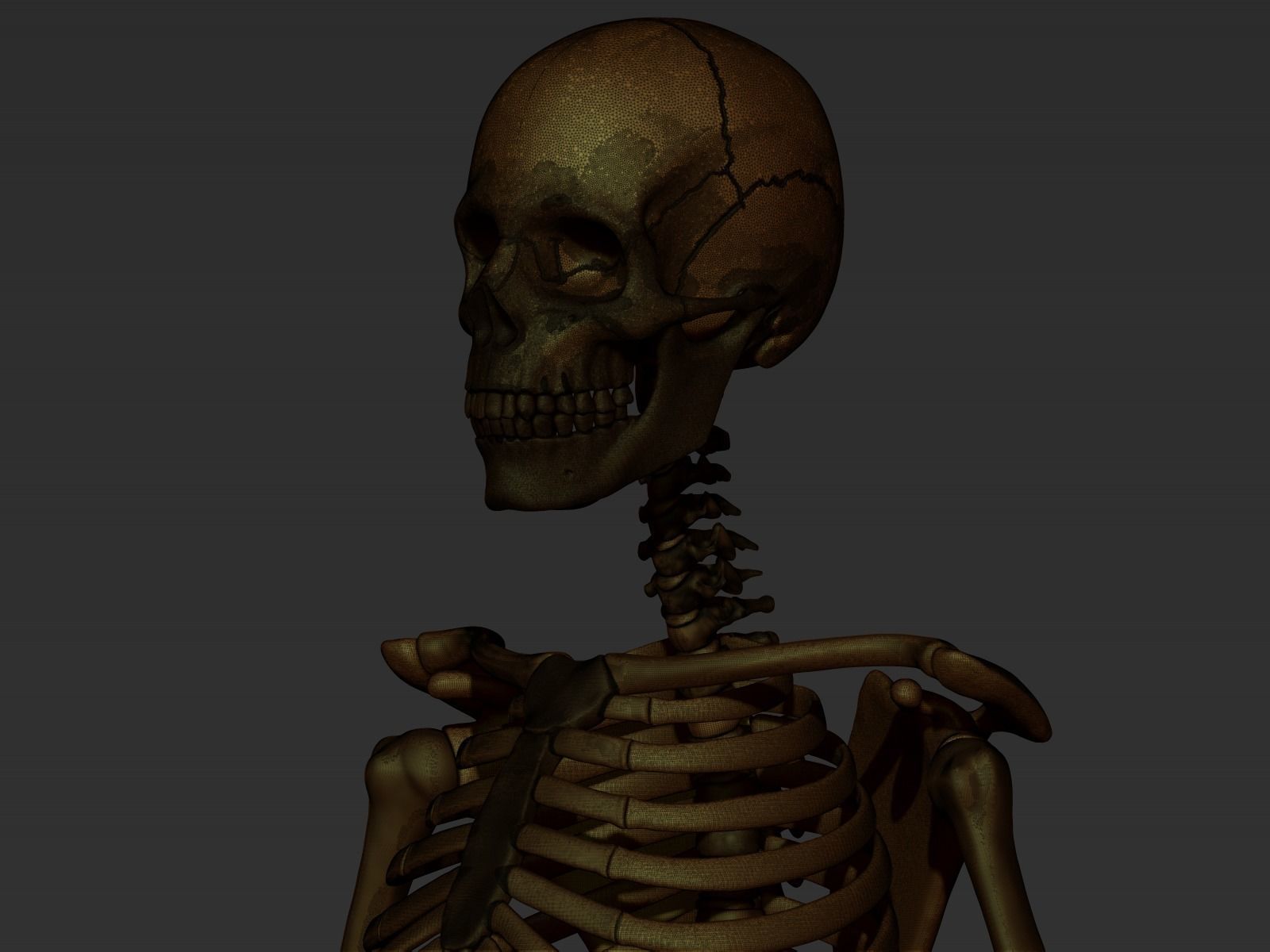 skeleton model 3d 3D model_8