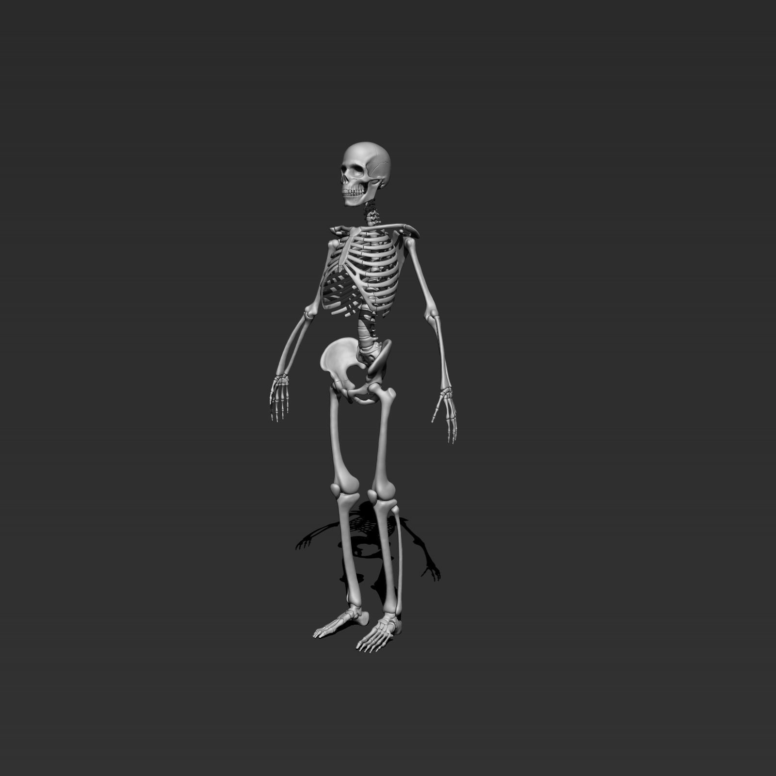 skeleton model 3d 3D model_1