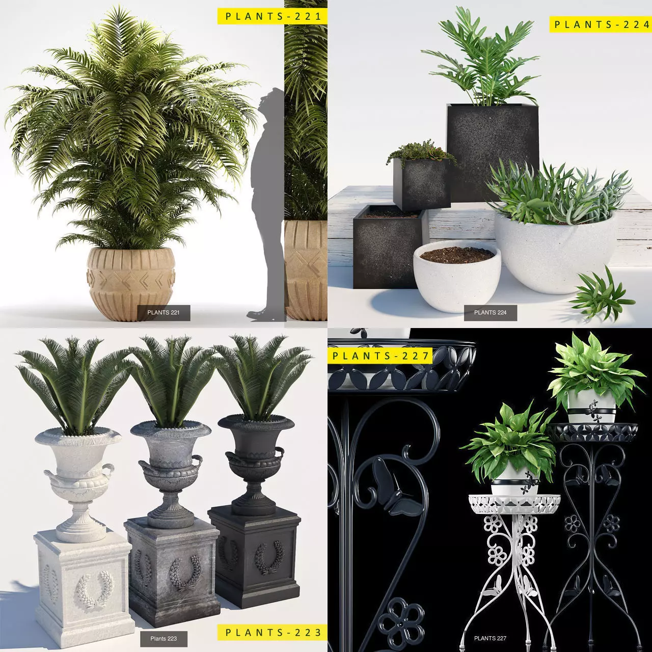 PLANTS COLLECTION 1 palm tree in pot _0