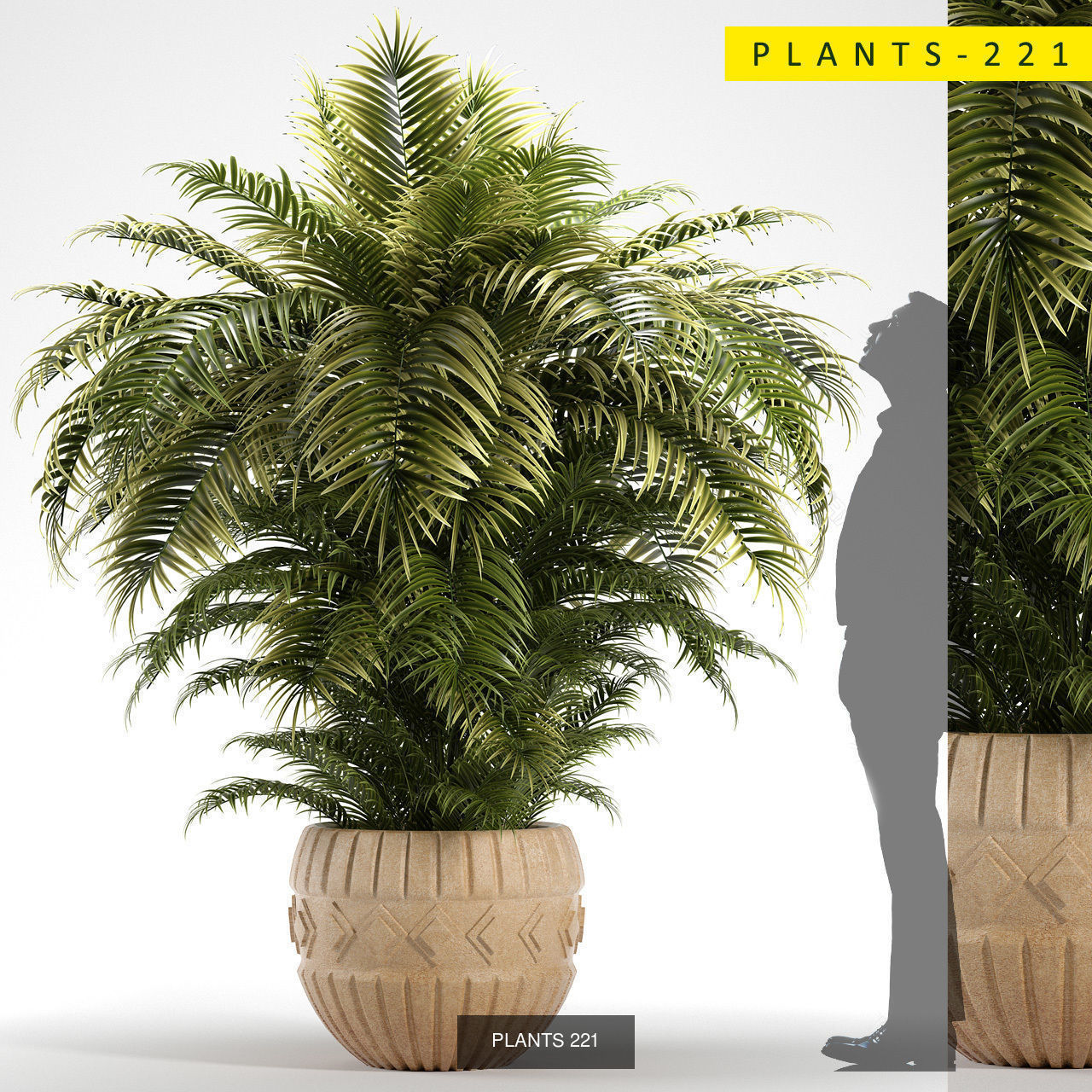 PLANTS COLLECTION 1 palm tree in pot _2