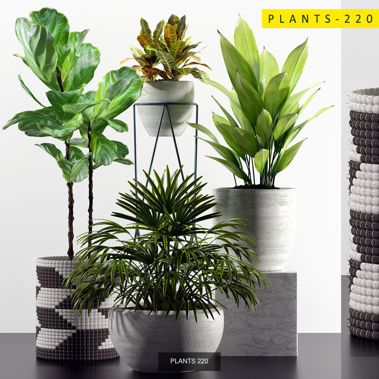 PLANTS COLLECTION 2 cactus planter _4