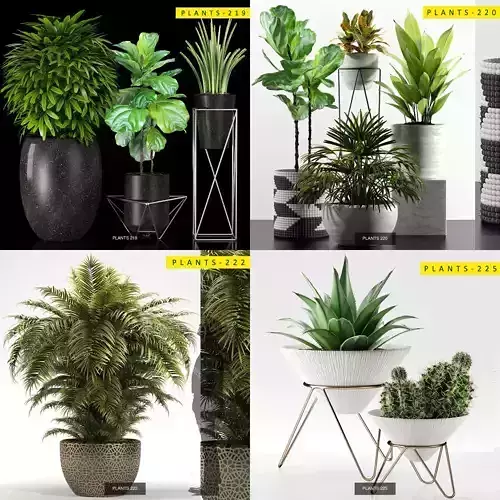 PLANTS COLLECTION 2 cactus planter 