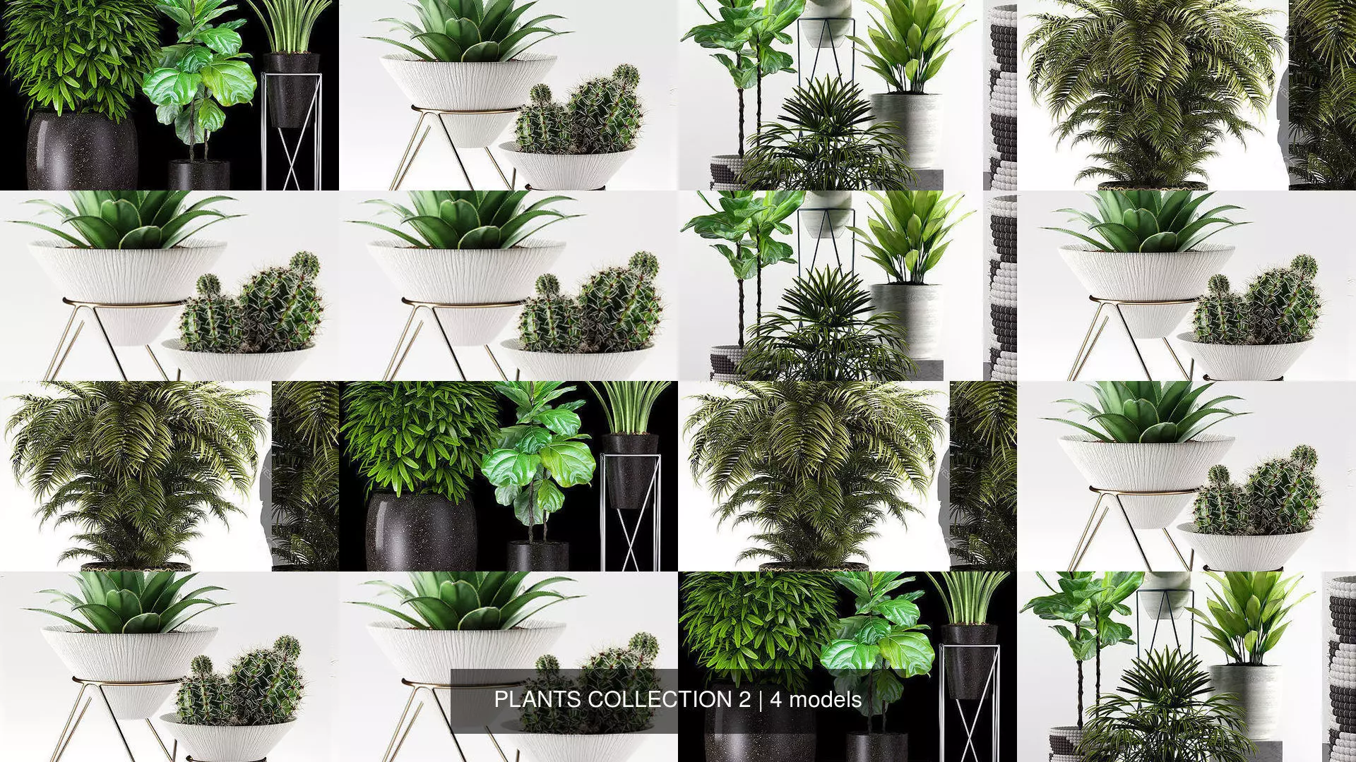 PLANTS COLLECTION 2 cactus planter _1