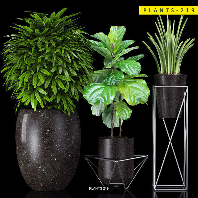 PLANTS COLLECTION 2 cactus planter _2