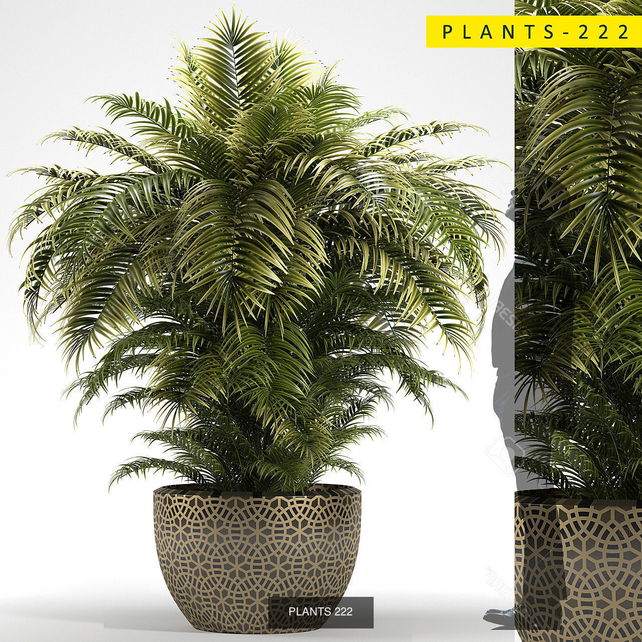 PLANTS COLLECTION 2 cactus planter _5