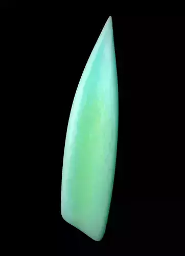 Succulent plant a fleshy plant