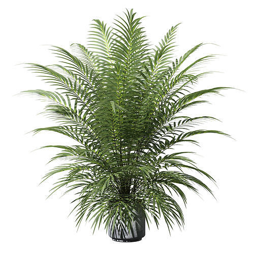 Palm tree in concrete pot 3D model