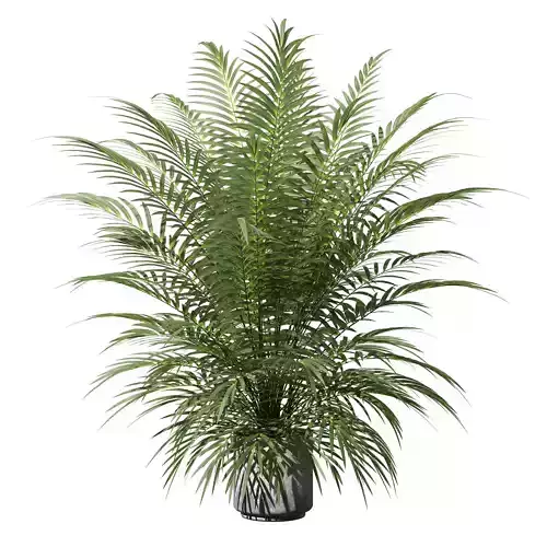 Palm tree in concrete pot 3D model