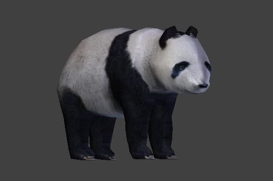 Panda Bear 3D model_9