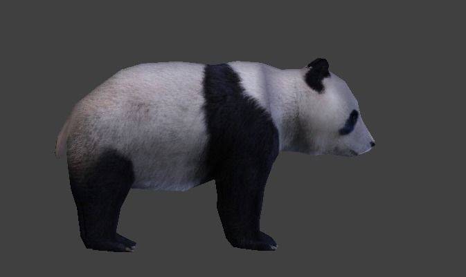 Panda Bear 3D model_8