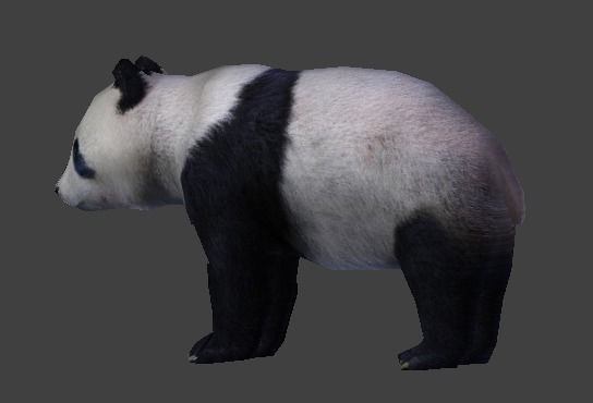 Panda Bear 3D model_5
