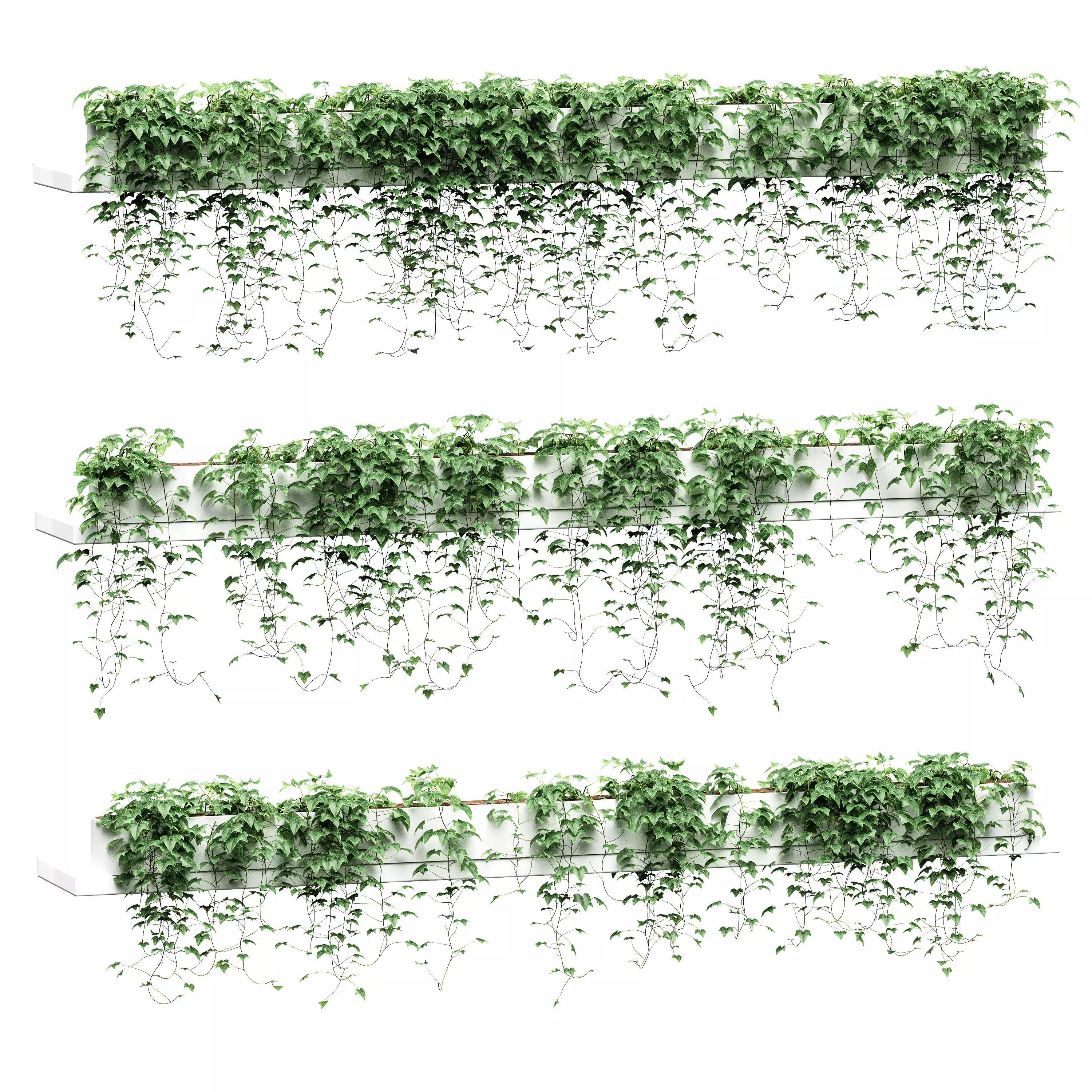 Hanging ivy in pots on long shelves - 3 models 3D model_0