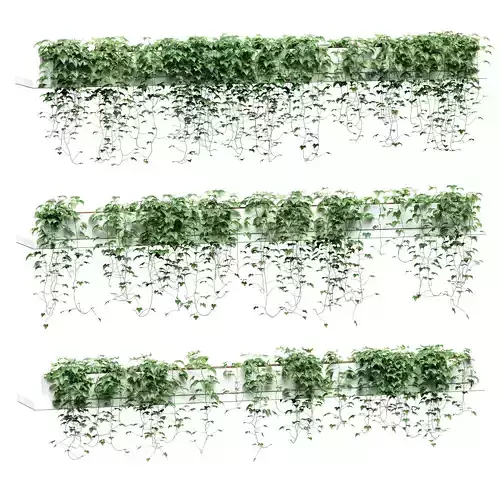 Hanging ivy in pots on long shelves - 3 models