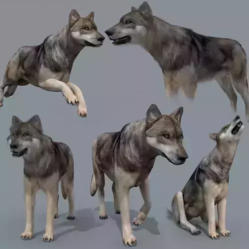 My Wolf - 3d animated wolf model Low-poly 3D model