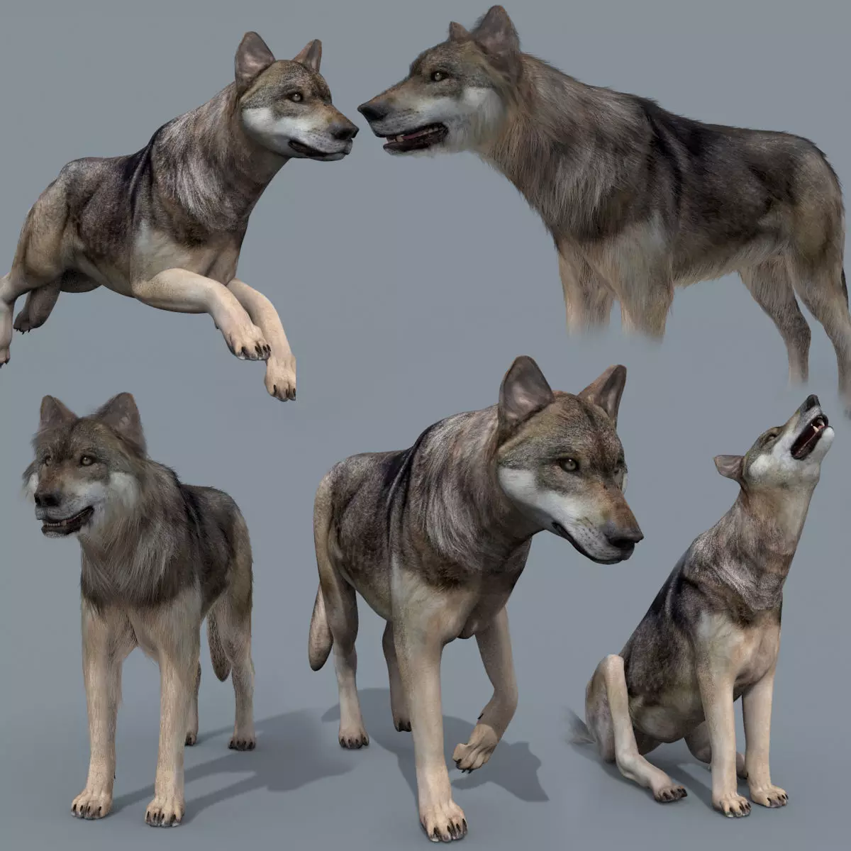 3D model My Wolf - 3d animated wolf model VR / AR / low-poly rigged ...