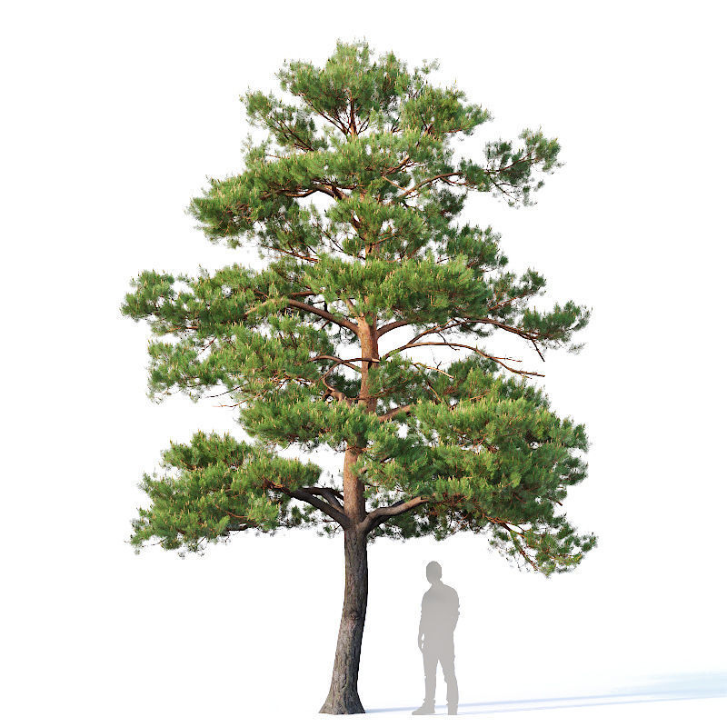 Pinus sylvestris Nr5 H7-10m Three tree set 3D model_3