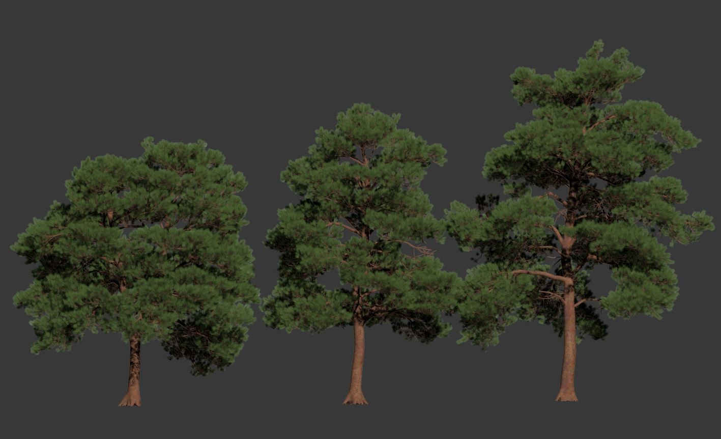 Pinus sylvestris Nr5 H7-10m Three tree set 3D model_5