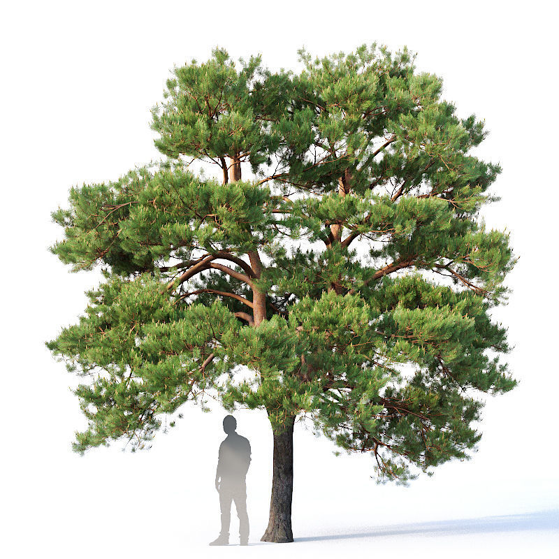 Pinus sylvestris Nr5 H7-10m Three tree set 3D model_1