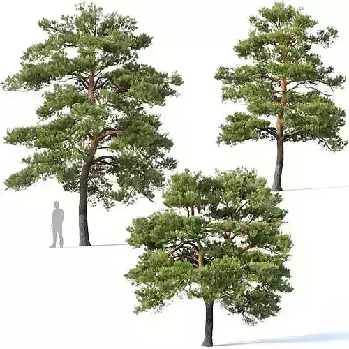 Pinus sylvestris Nr5 H7-10m Three tree set 3D model