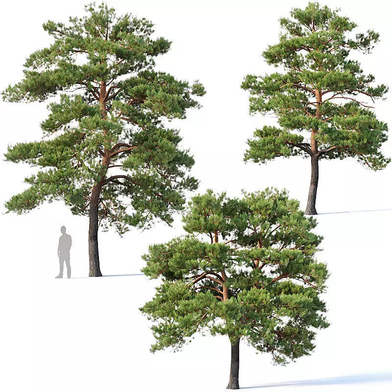Pinus sylvestris Nr5 H7-10m Three tree set 3D model_0