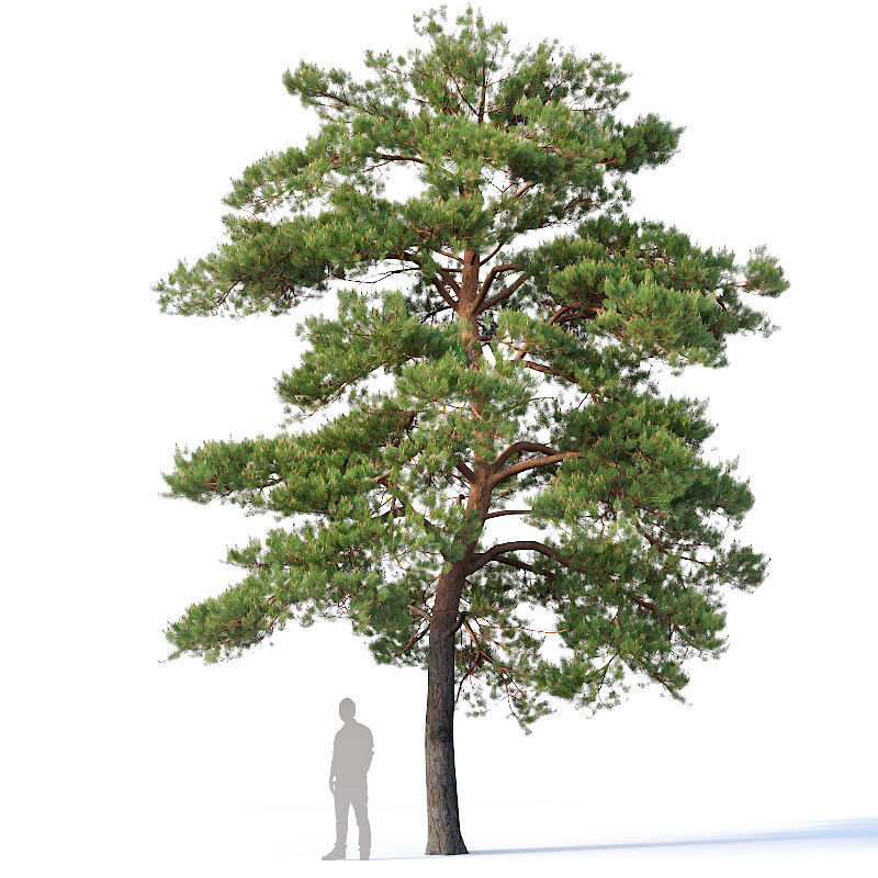 Pinus sylvestris Nr5 H7-10m Three tree set 3D model_2