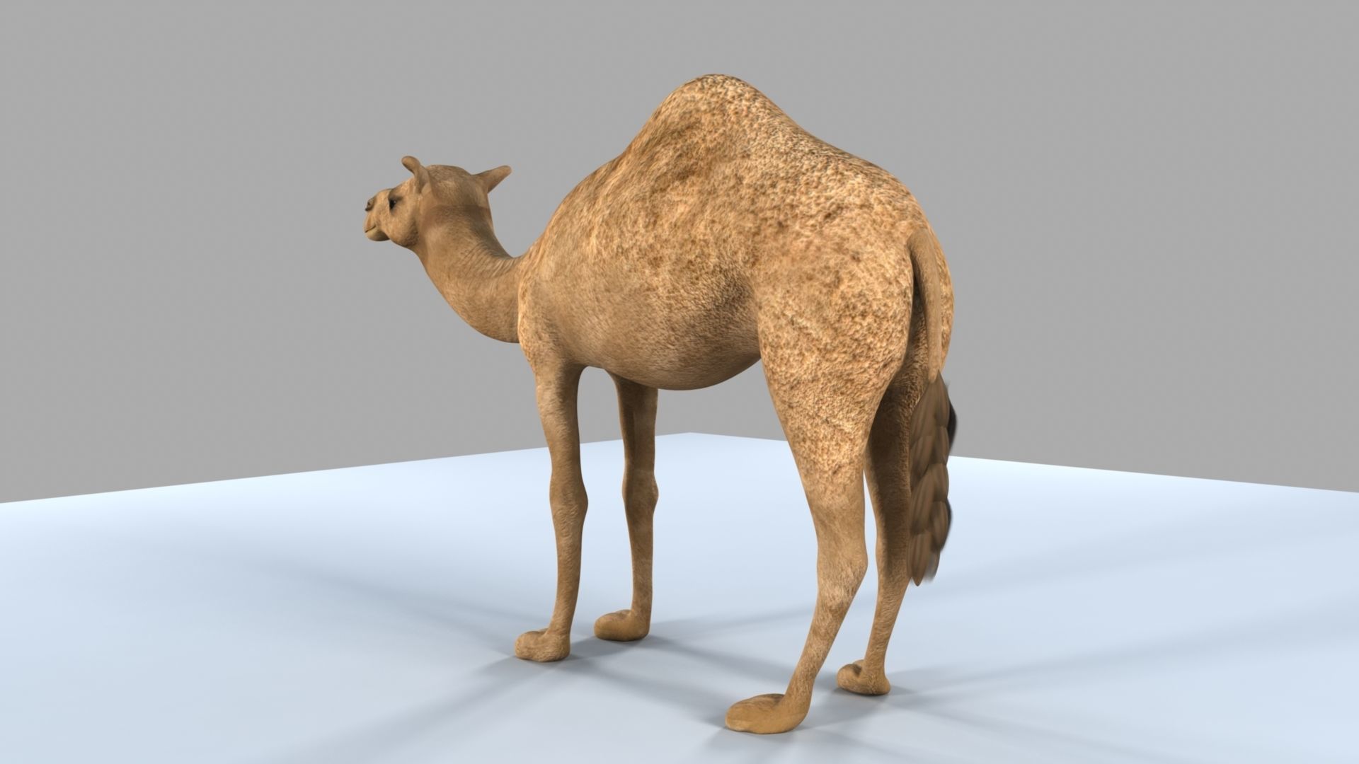 Camel 3D model_16
