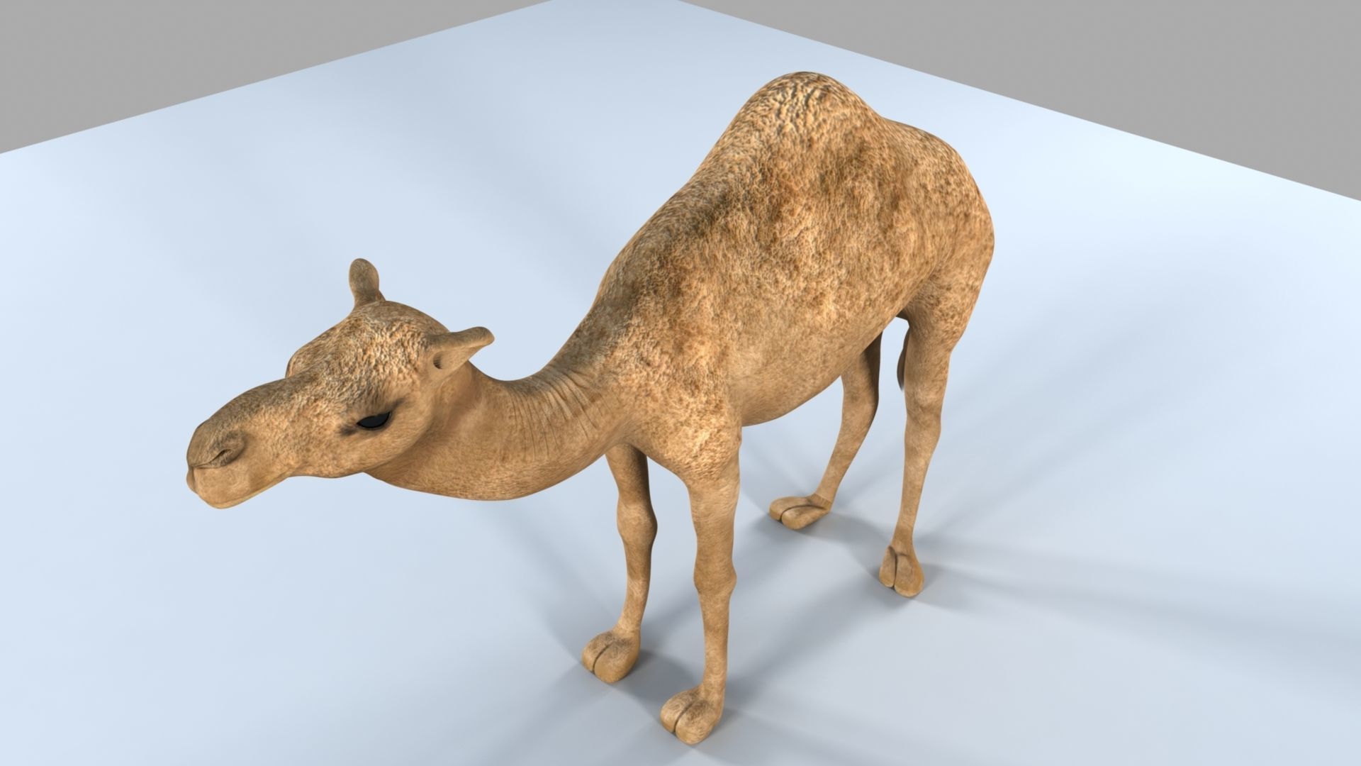 Camel 3D model_12
