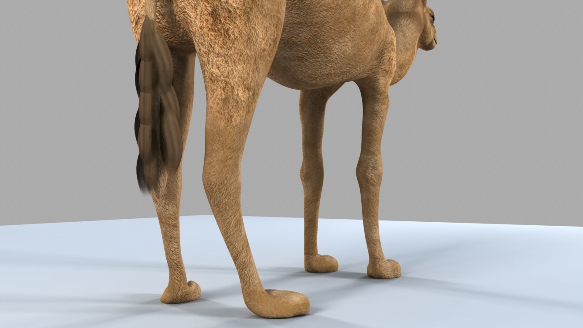 Camel 3D model_11