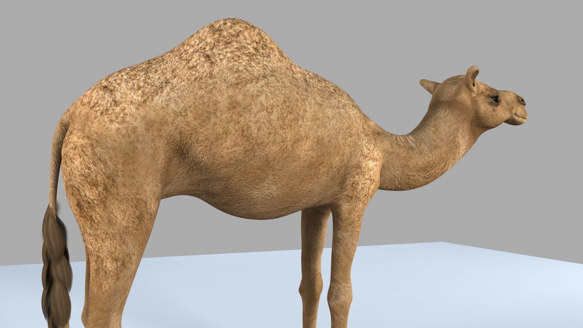 Camel 3D model_2