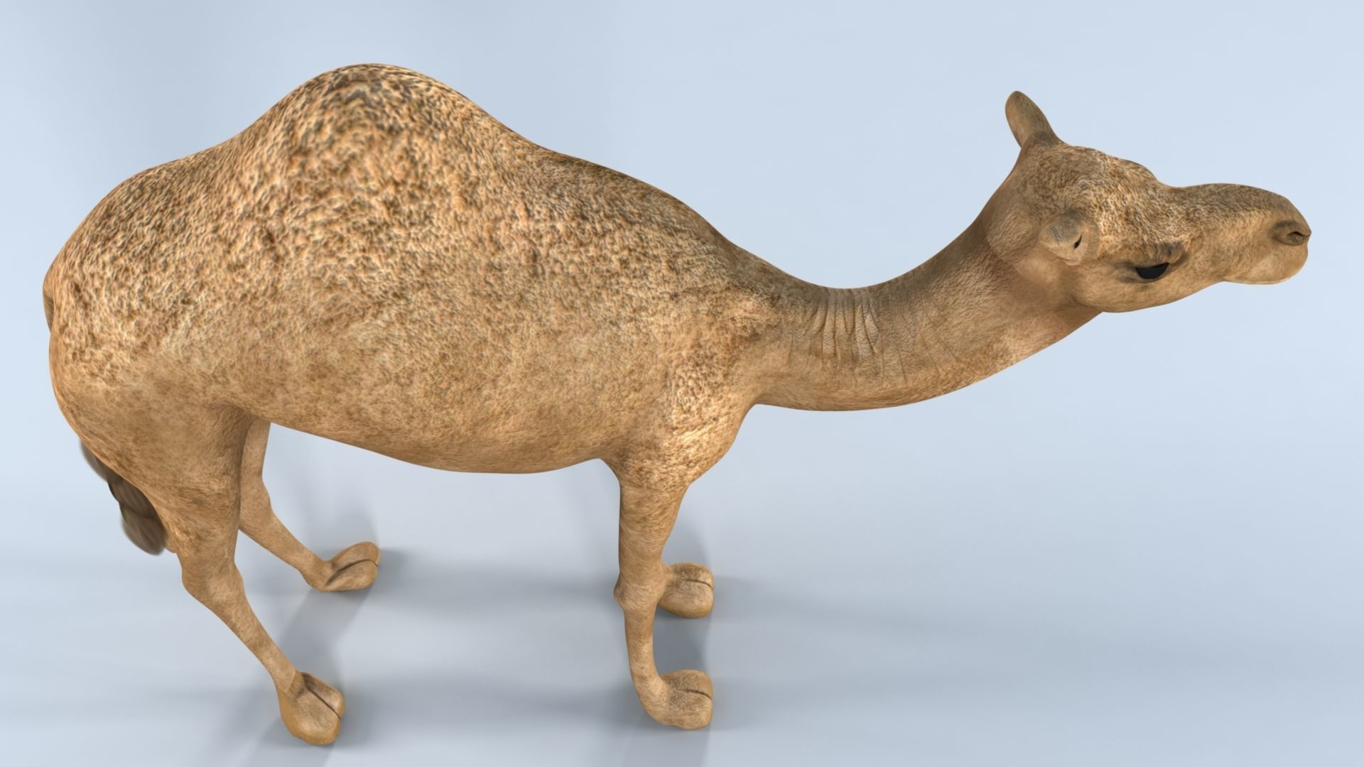 Camel 3D model_26