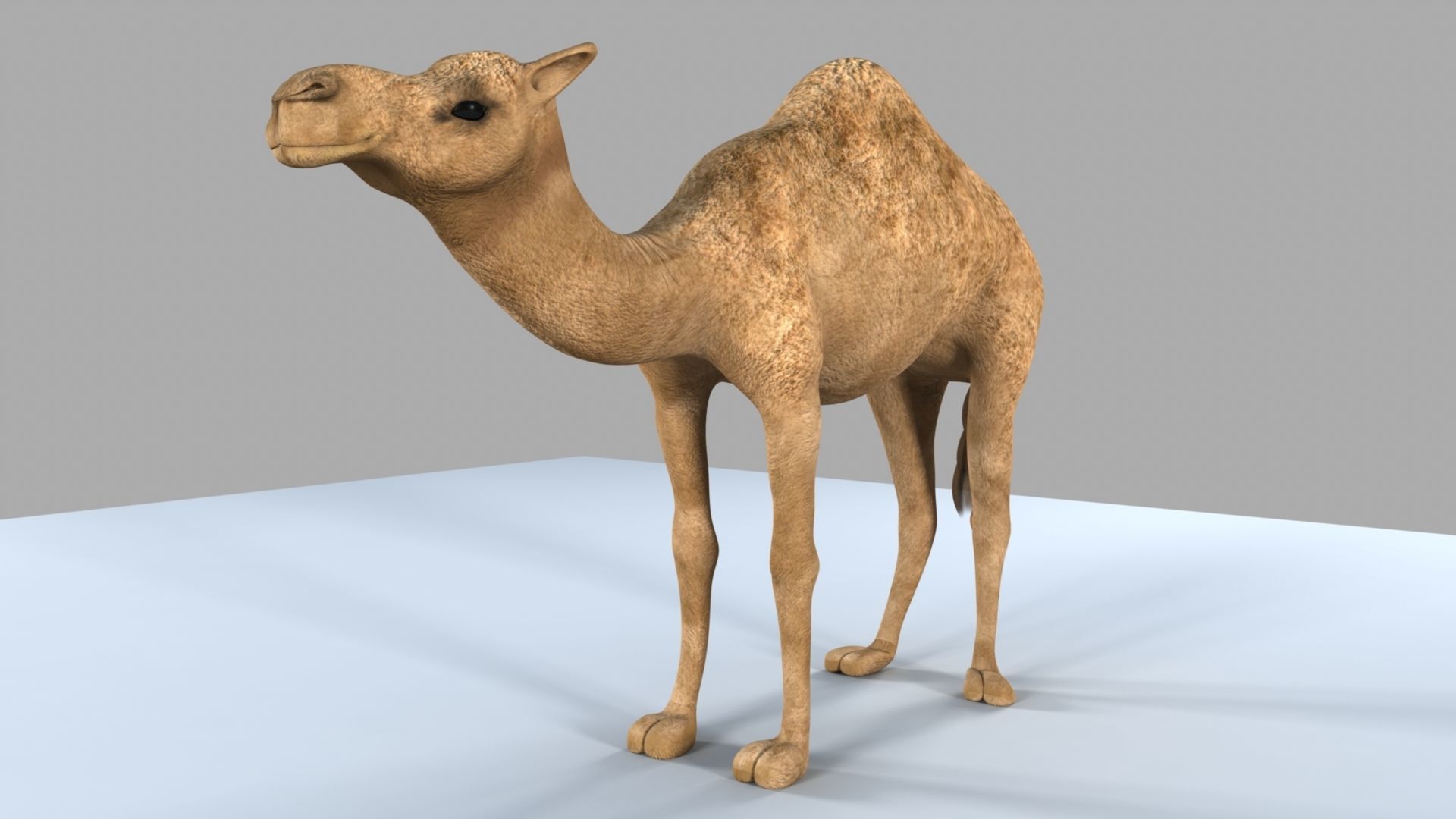Camel 3D model_17