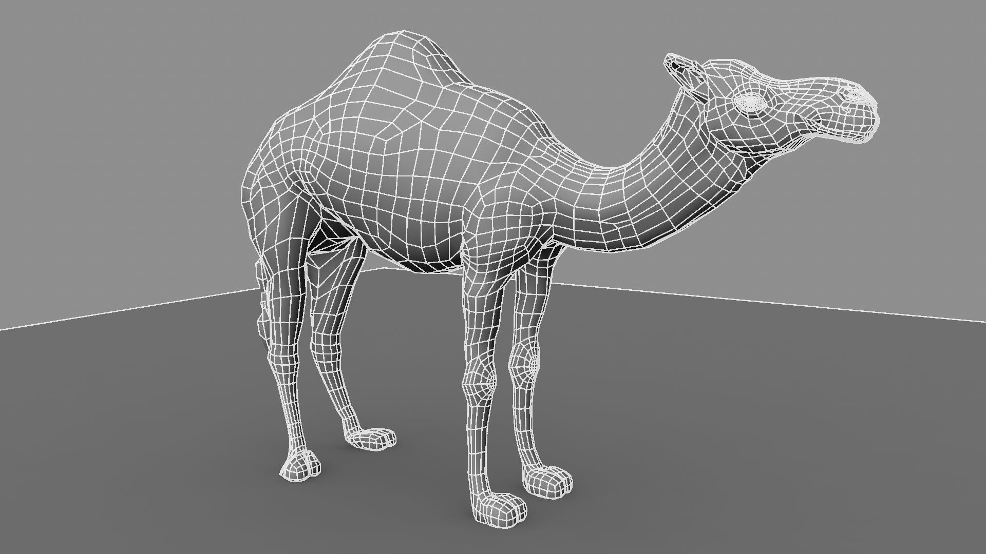 Camel 3D model_23