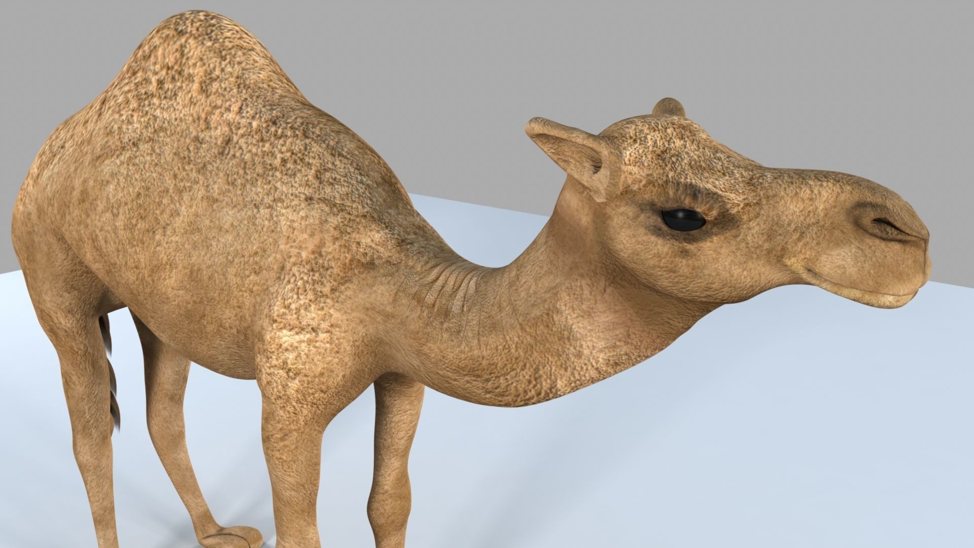 Camel 3D model_14