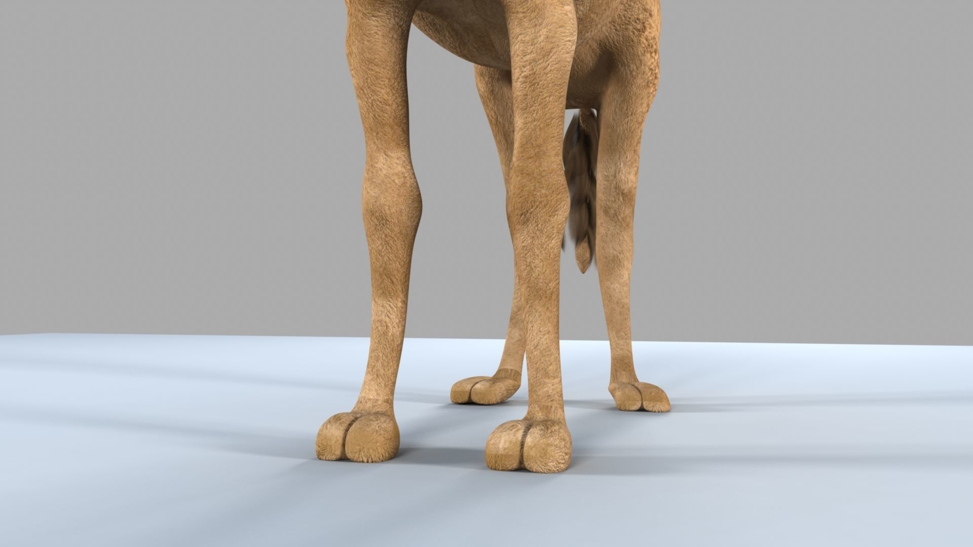 Camel 3D model_10