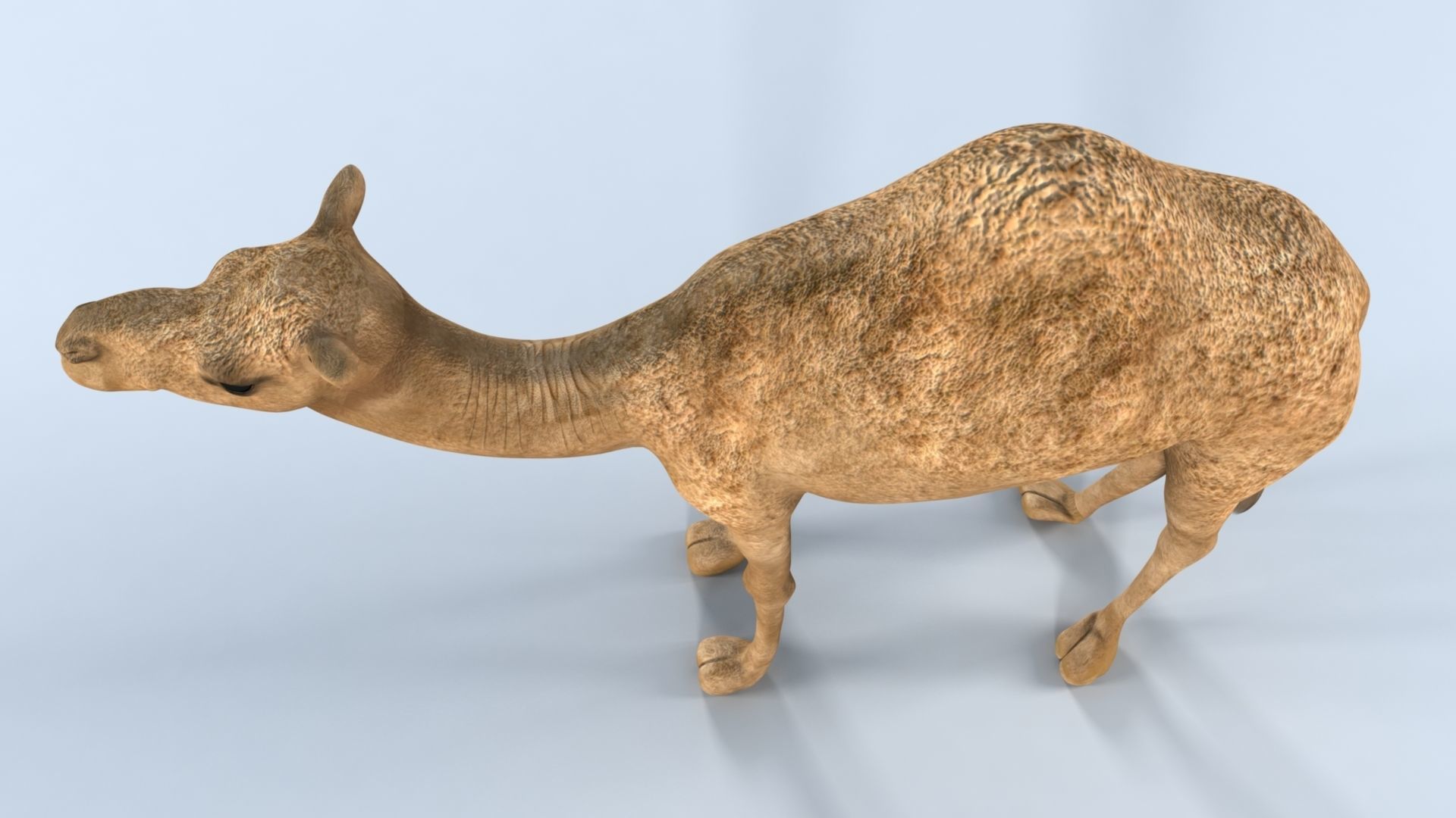 Camel 3D model_24