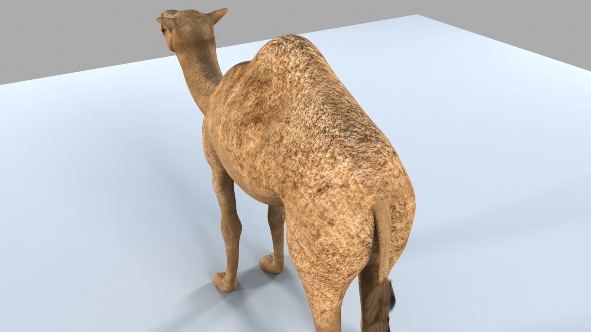 Camel 3D model_13