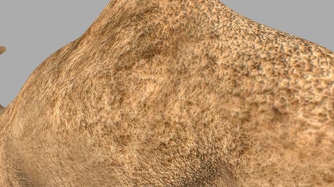 Camel 3D model