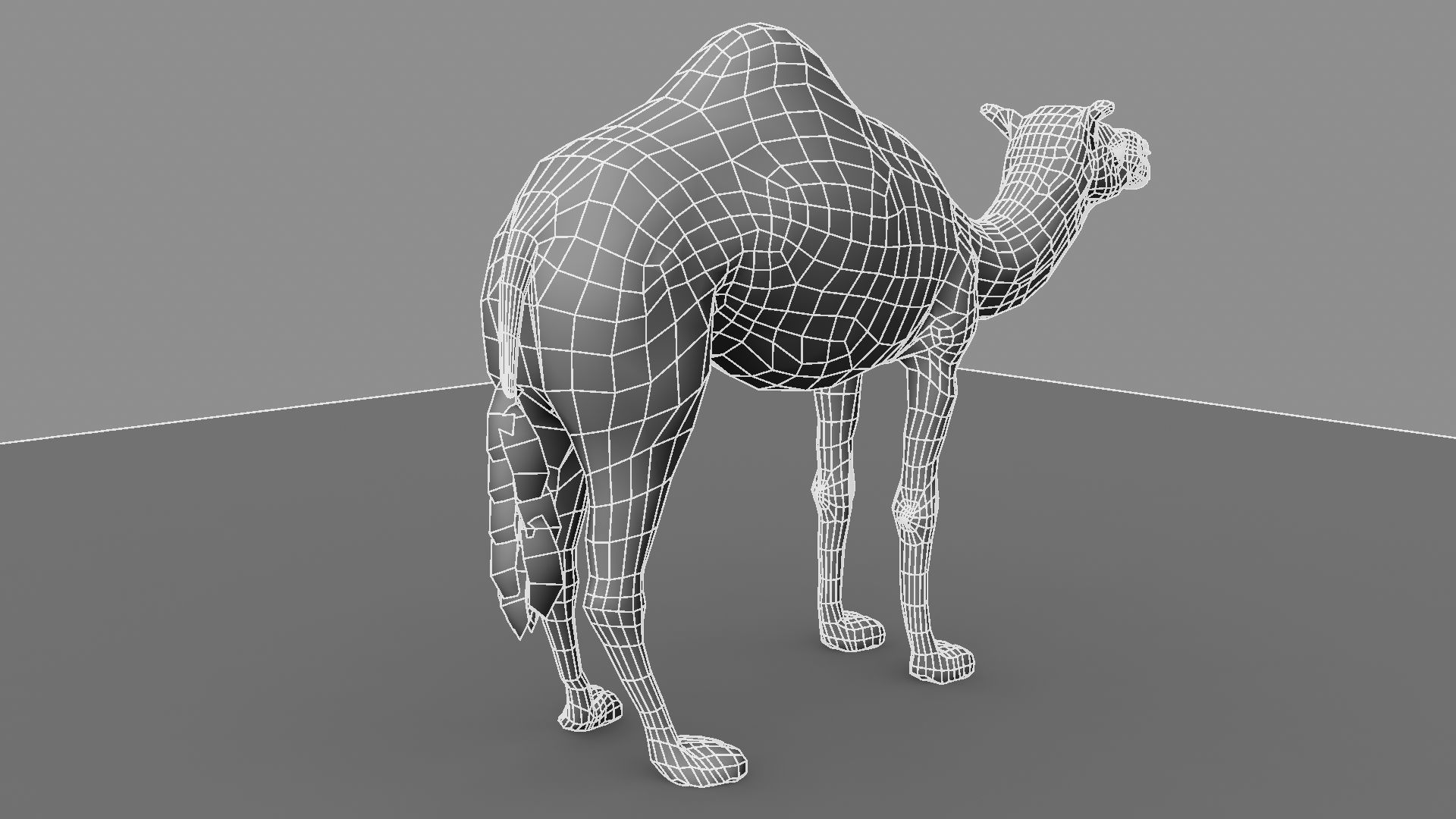 Camel 3D model_21