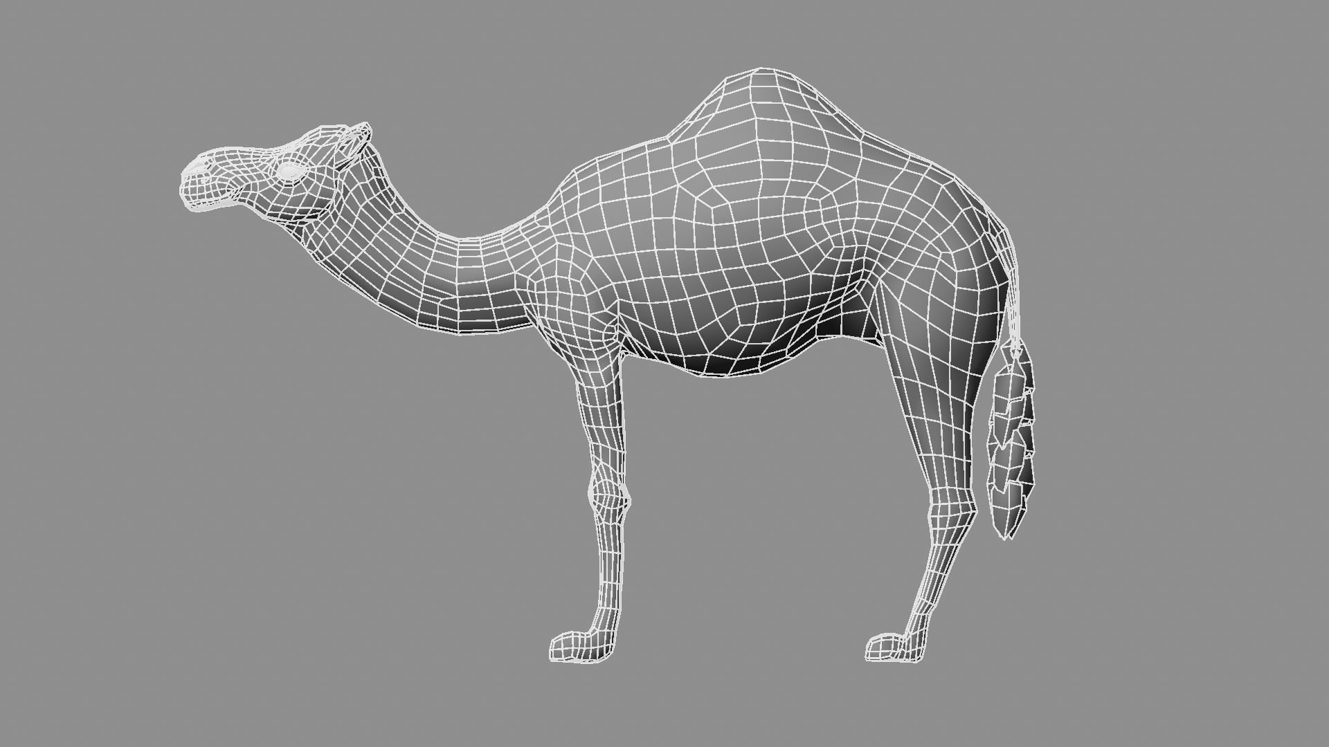 Camel 3D model_9