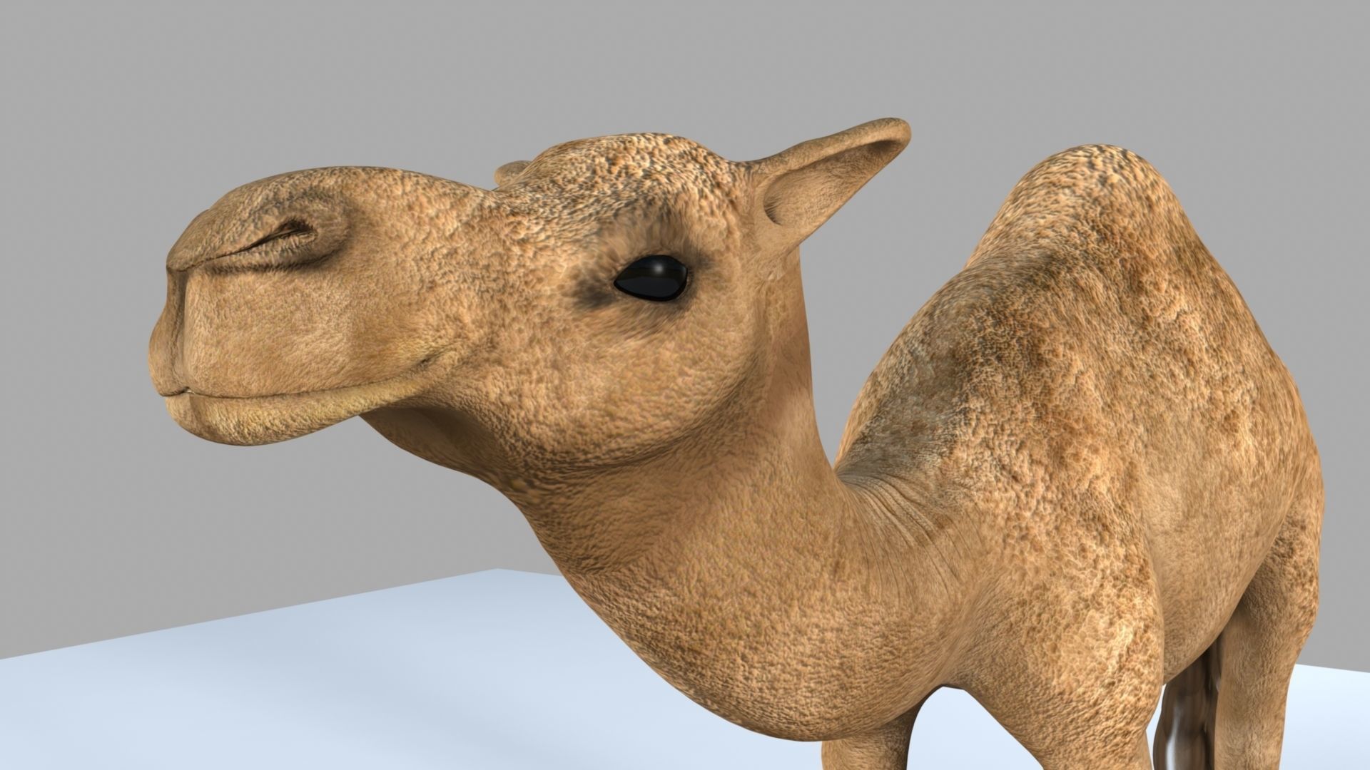 Camel 3D model_15