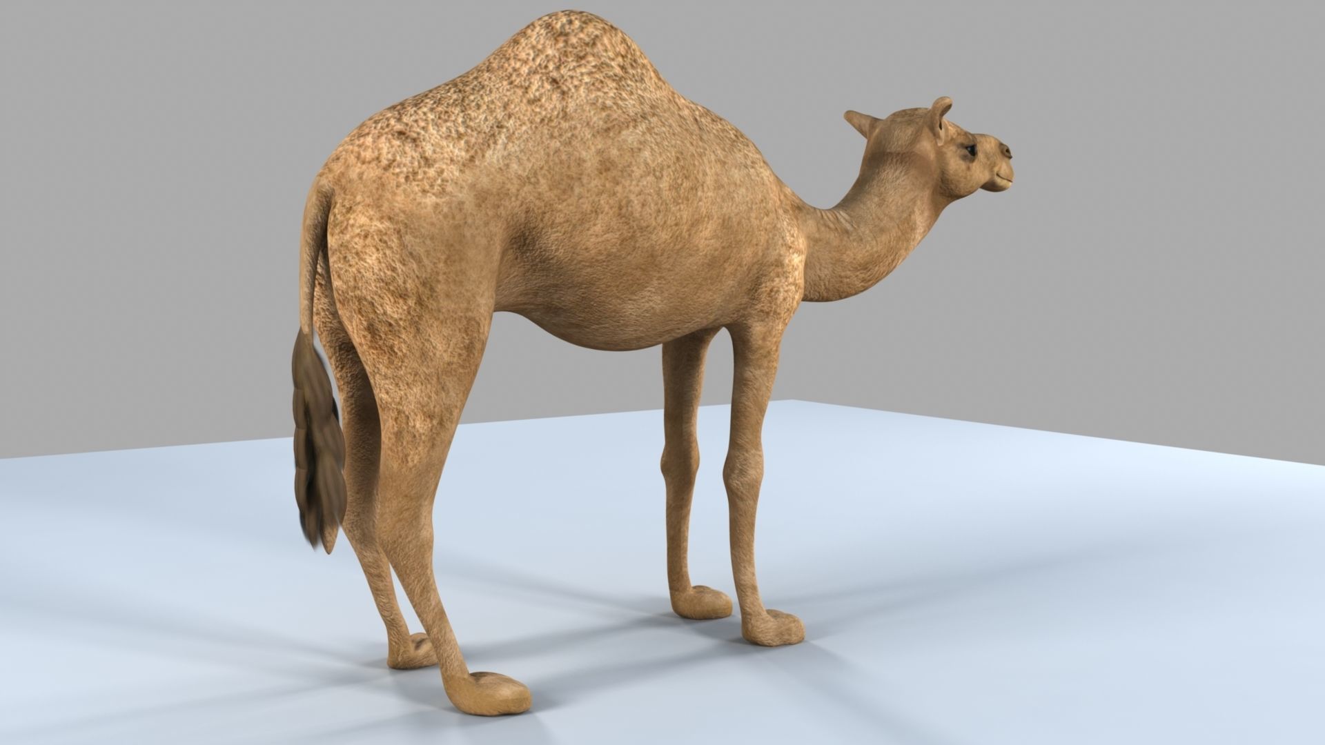 Camel 3D model_19