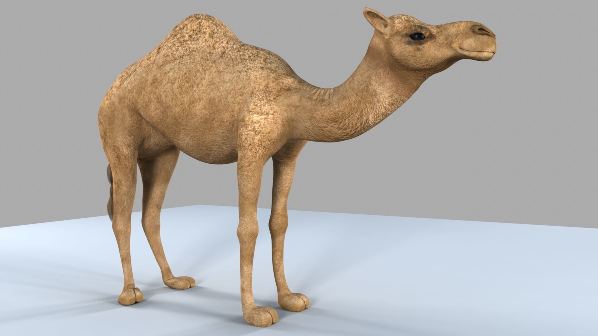 Camel 3D model_18