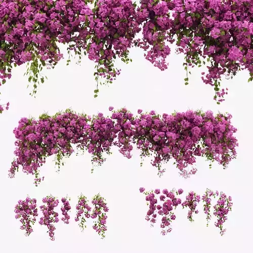 Bougainvillea 3D model