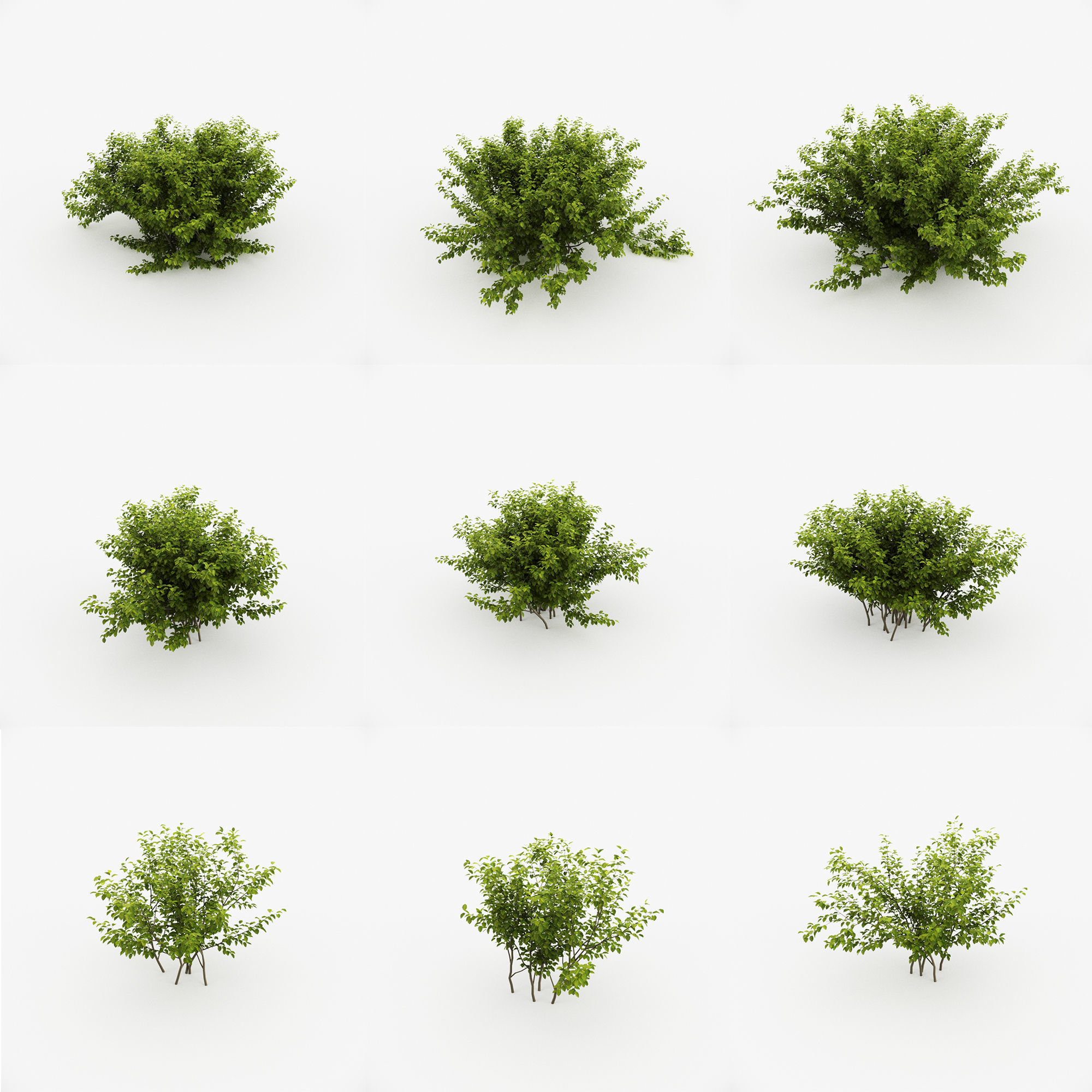 Alnus Viridis