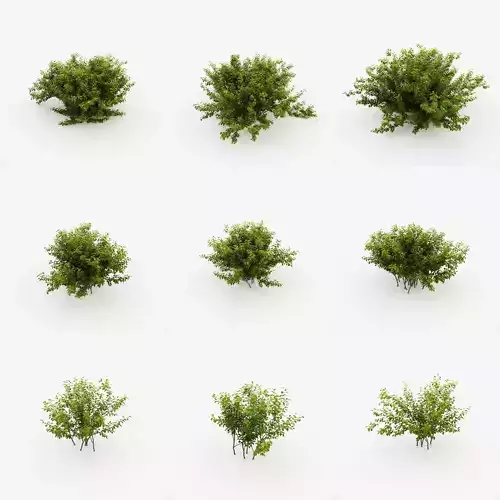 Alnus Viridis 3D model